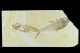 4.6" Diplomystus With Knightia Fossil Fish - Green River Formation - #131529-1